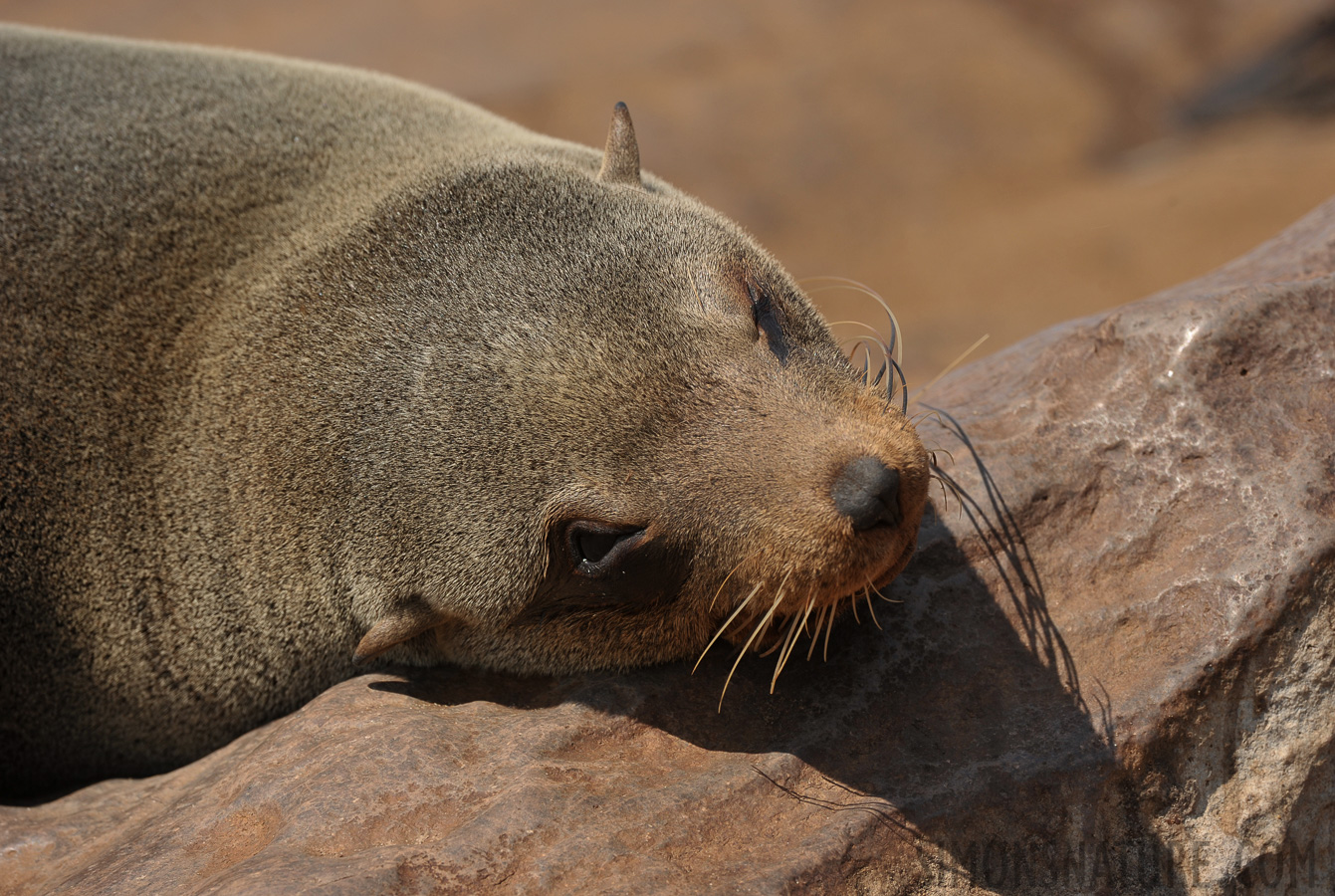 Arctocephalus pusillus pusillus [400 mm, 1/400 sec at f / 8.0, ISO 200]